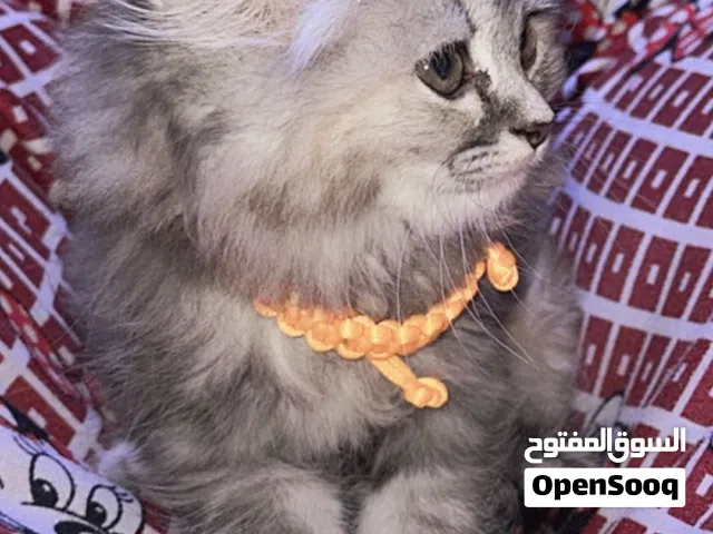 قطه صغيره للبيع