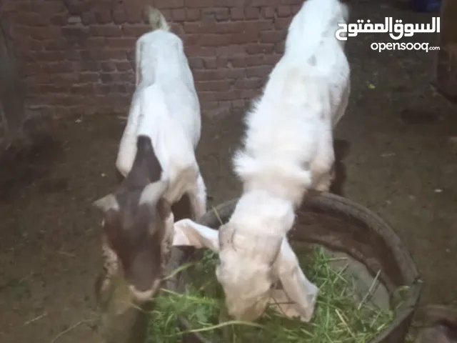 معزه زرايبي عشر من دكر حجازي وراها دكرين