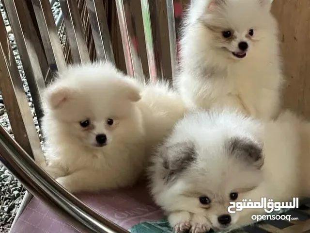 2 females and one male pomeranian. They are pure bred UAE bred All vaccinated with they Passports.