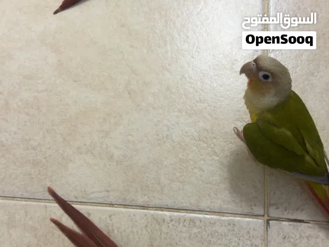 ببغاء من نوع باينبل كنيور عمر صغير أليف