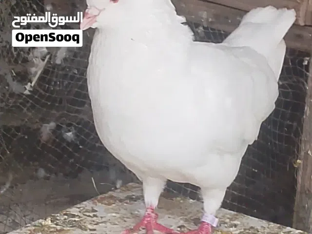 متاح فحل كنك فول موصفات للبيع او مراوس بطيره نفس المستوا طير مكفول من كل شي