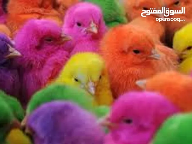 يتوفر لدينا اتصال مزارع 100 صوص ب 5 ليرات ليرات فقط