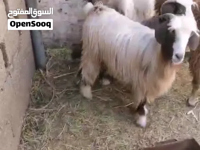 بسم الله الرحمن الرحيم للبيع جدايه حوالي سنه ونص