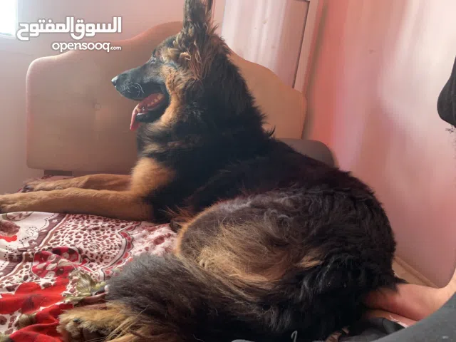 محبي الفاخمهً ورقي متوفر الان وحصري في ابوظبي أقوى سلاله بلجيكا جرمن شيبر اهلي مستورده حجم ضخم XXL