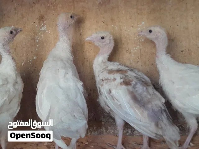 انتاج ديك رومي