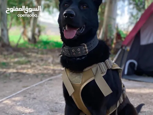 جيرمن شيبرد ورك لاين رويال بلاك