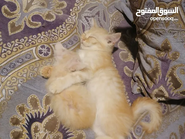 ل تبني قطط ذكر شيرازي من ام شيرازيه مجانا