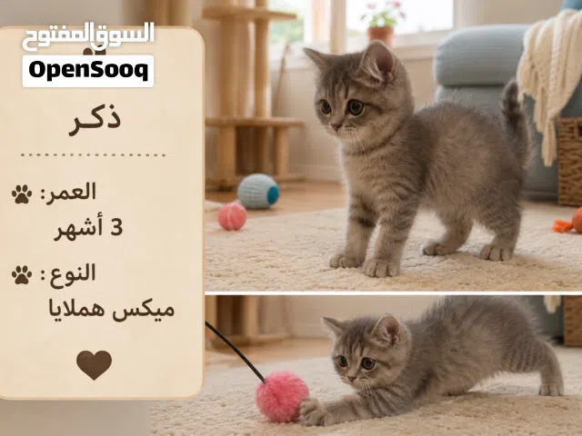 3قطط للبيع  عمرهم 3اشهر ونص تقريبا  مو مطعمين