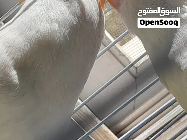 جوز روز ابيض عين حمراء حجم متوسط