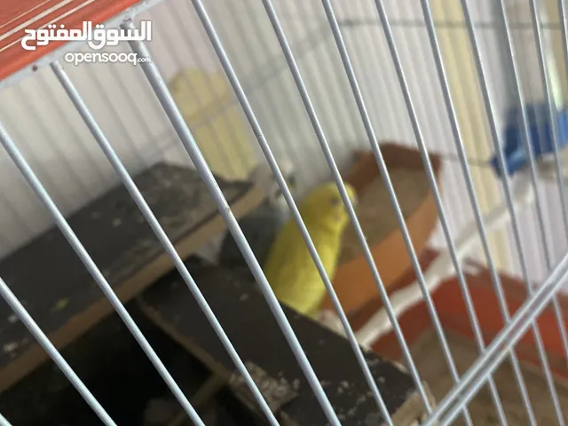 طيور حب تحتهم سبه فراخ و بيضة بسعر حرق