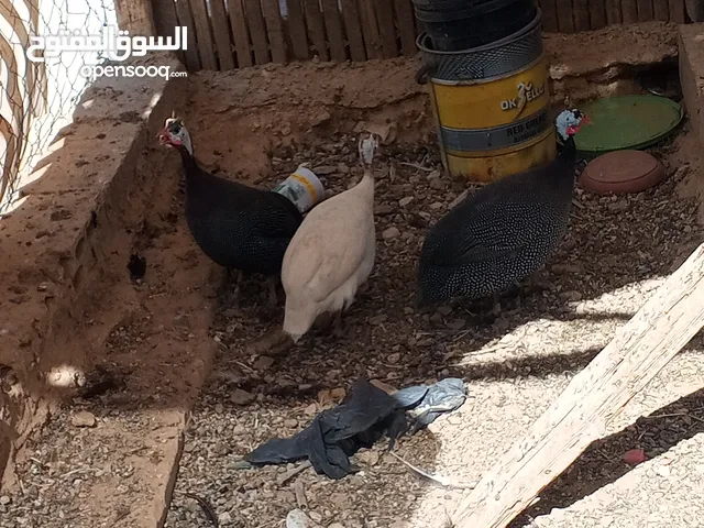 منجد الدبوبي