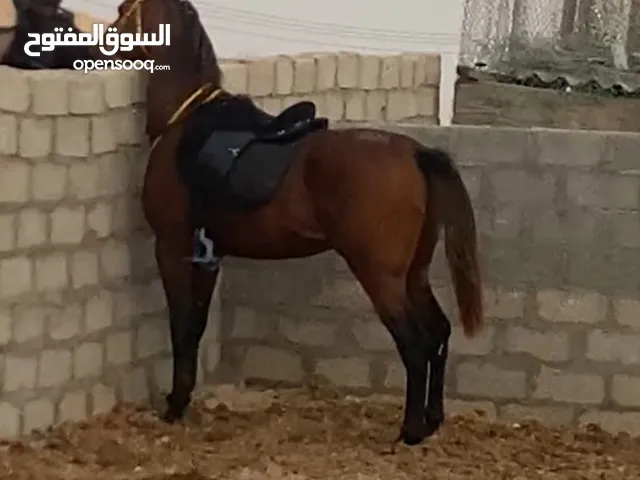 حصان مهجن للبيع مش مخصي