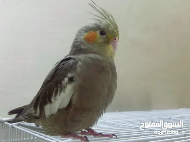 2 month old Baby Cockatiel For sale