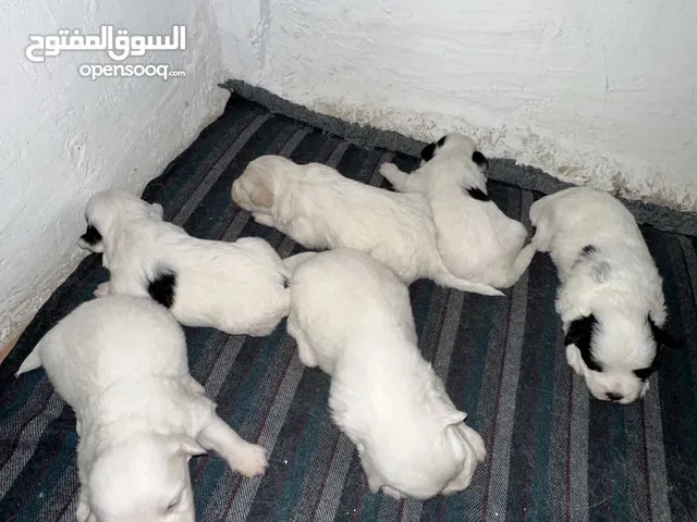 كلاب مالتيز للبيع