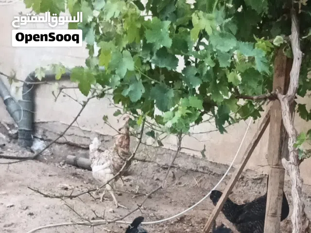 ديوك للبيع