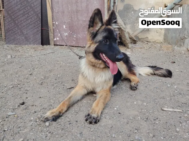 للبيع كلب جيرمن شيبرد رواك لاين بلان ان تان بلاك فيس لونج هير بصحه ممتازه