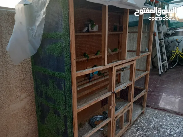 قفص طيور الحب مع القفص والبيض للتواصل على الخاص المكان بغداد الأطباء يحتوي على اكثر من 25 طير