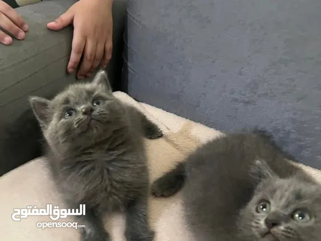 Male and female of British shorthair kitchens, vaccinated,  microchip and potty trained vet confirm