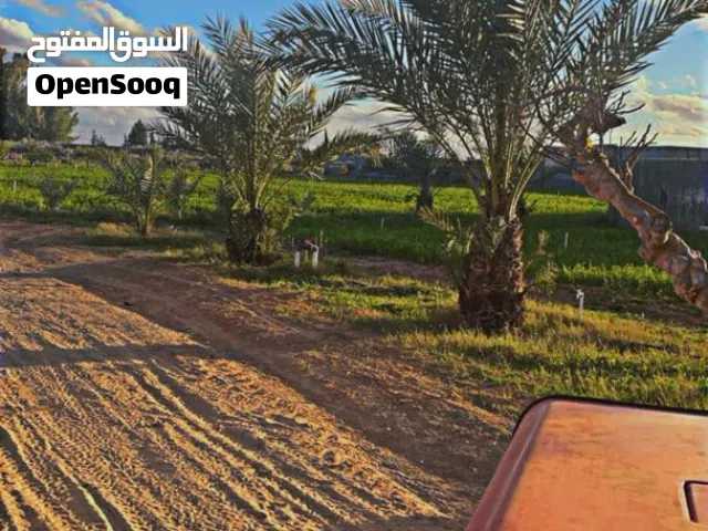 ارض زراعية للإيجار  طرابلس بئر التونه