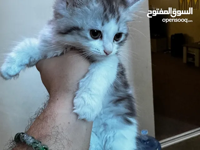 قط للتبني ذكر