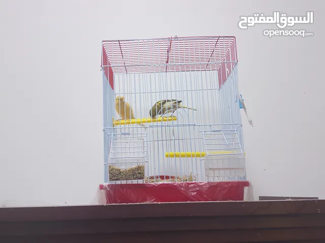 للبيع كناري تغريد