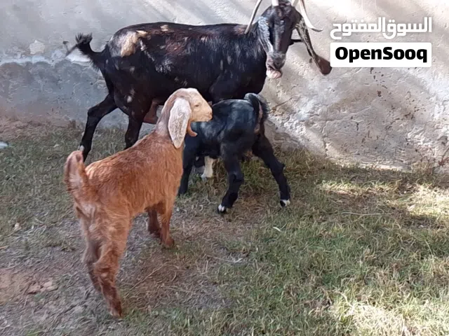 عنز هجين السن جامعة متاومه 2 عنايق  راويات في الحليب تبارك الله