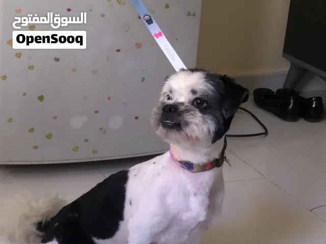 للتبني كلب شيتزوا Mix
