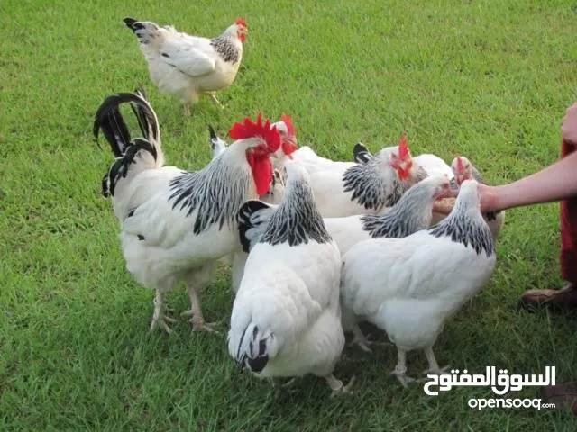 متاح بيض دجاج ساكس الانجليزي وفيومي المنيوم