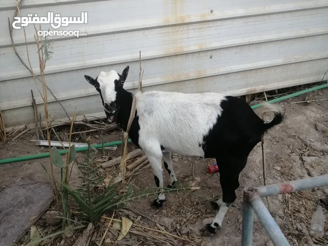 حيوانات ماعز اثنين للبيع صخول اثنين مكانهن بصره شط العرب تنومه صالحيه