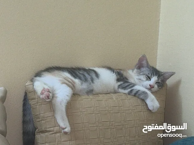 كتن للبيع جدا سعر مناسب