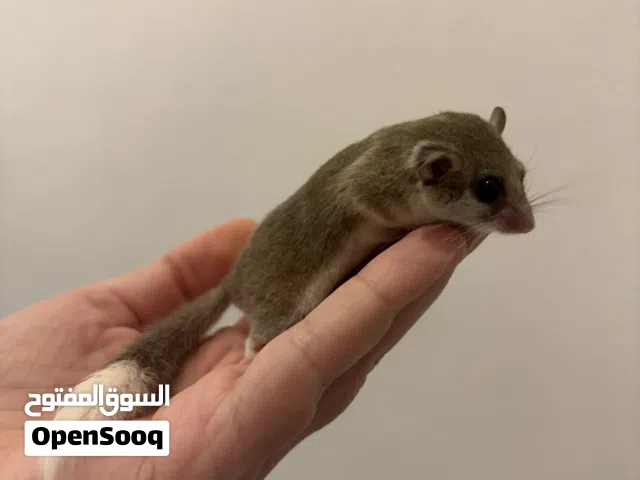 للبيع سنجاب المايكرو