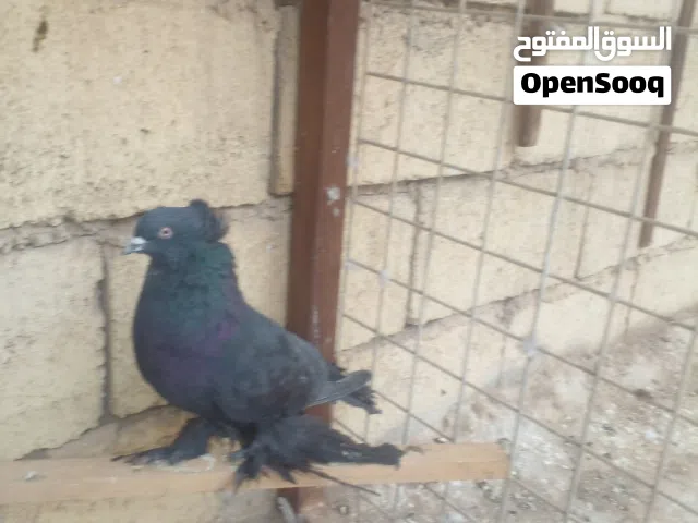 متاح طير فحل راعب اسود مستوا جيد جدأ