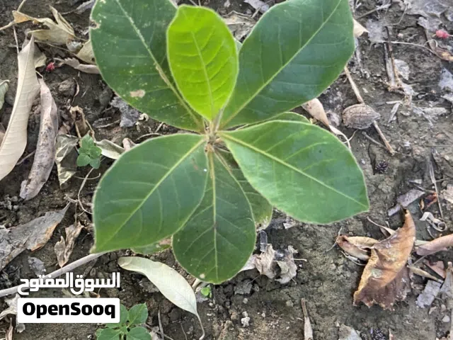 "للبيع: شتلات بيذام مميزة من الحجم متوسط تميز بحديقتك."