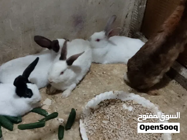 ارانب وقفاص للبيع ذكور و اناثي كبيره  اقراء الوصف كويس