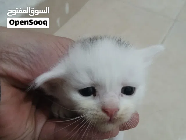 كيتين جميل جدا للتبني