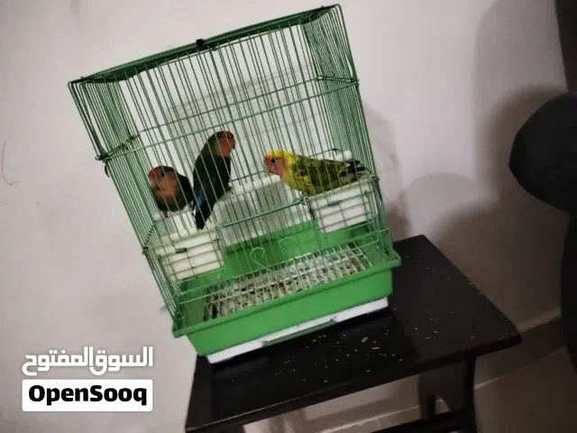 22 دينار فقط