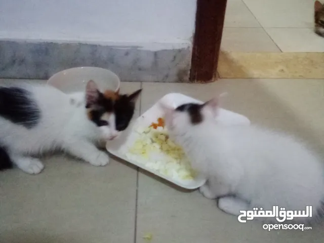 قط أبيض للتبني