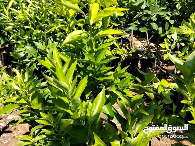 مشاتل جنات ابو العبد حويدق
