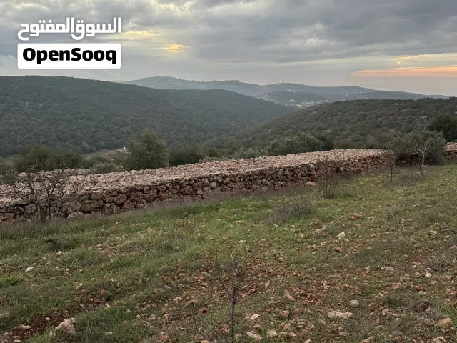 ارض بعجلون راس منيف