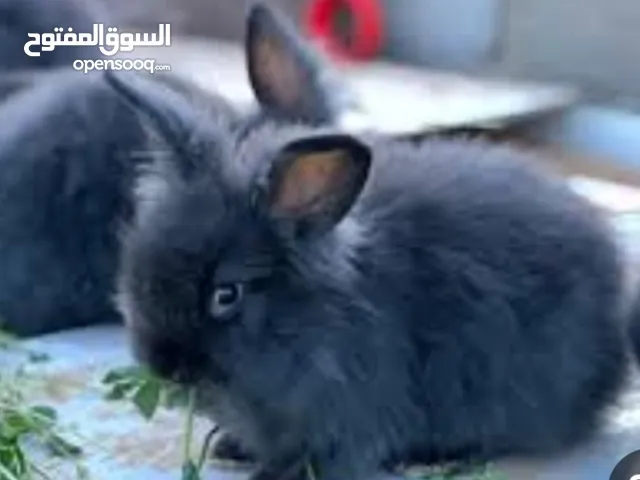 ارنب زينه انغورا كثيف الشعر في حلوان