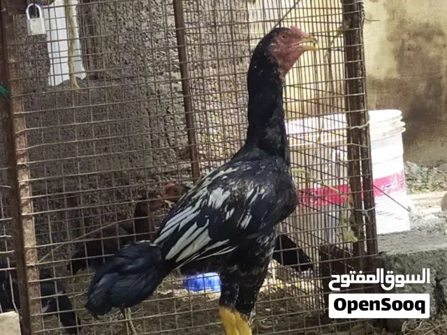 البلد سيكل ياباني مزود