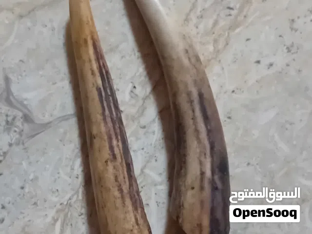 قرون غزال للبيع