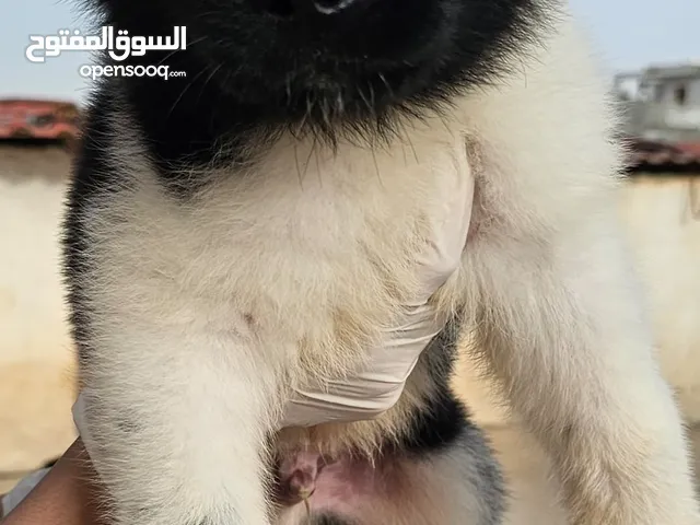 ذكر اكيتا امريكي
