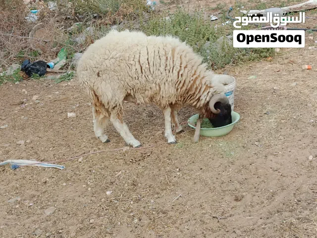 خروف سنه ثني