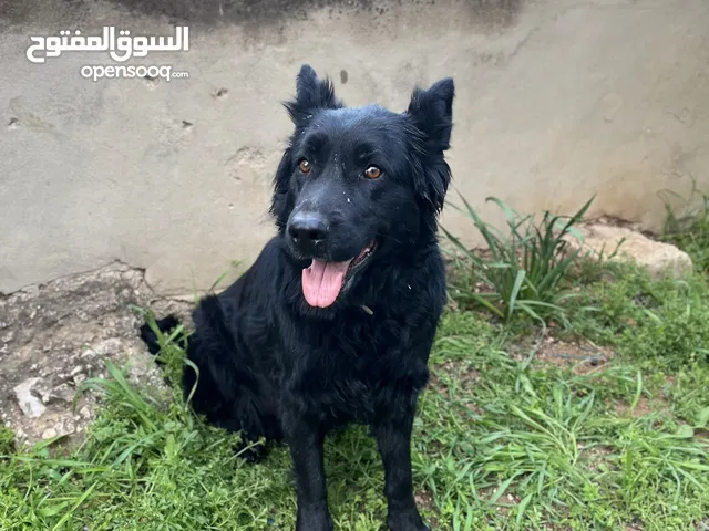 كلب جيرمن بلاك سك عضم عريض ذكر عمر 5 شهور