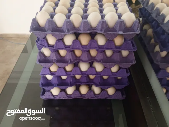 بيض بلدي و رقابي و لوهمان مخصب للبيع