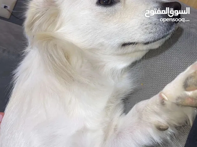 كلي اميريكان اسكيمو عمرة سنة معاه رخصة متطعم كل التطعيماط
