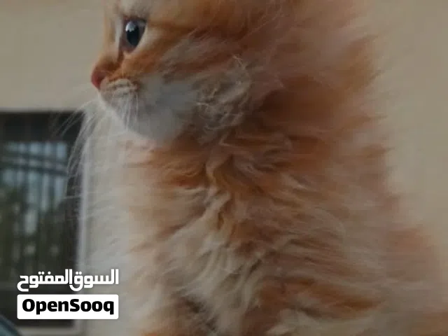 قطة انثى مهبولة لعب