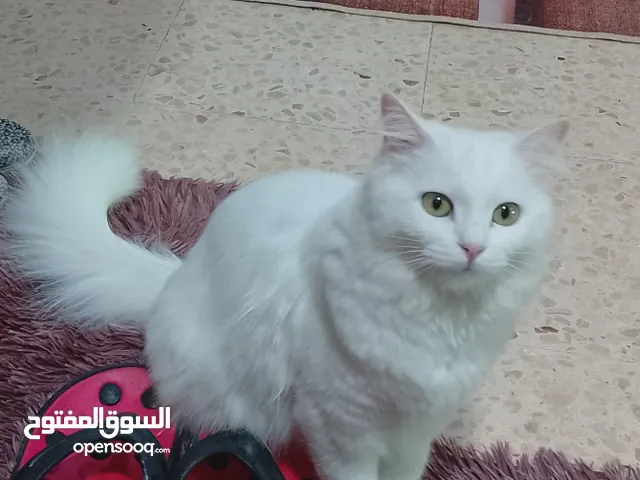 قطط شيرازي ذكر وانثى للتبني بشرط مخافه الله فيهم