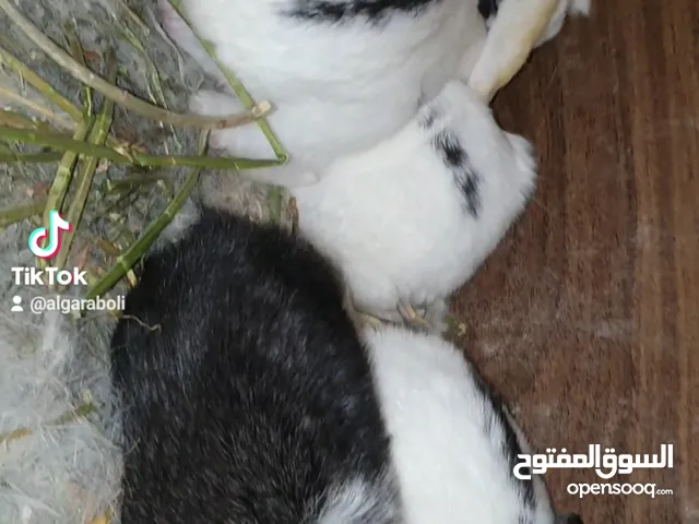 أرنب هجين عالألماني بسم الله ماشاء الله تبارك الرحمن
